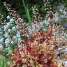 Heuchera X Dolce Creme Brulee Coral Bells