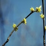Lindera Benzoin Spicebush 6 ft. Height Ball and Burlap