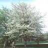 Prunus Avium Cherry