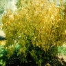 Lindera Benzoin Spicebush 6 ft. Height Ball and Burlap