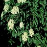 Viburnum Dentatum Chicago Lustre Arrowwood Viburnum 3 gal. Container