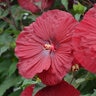 Hibiscus X Vintage Wine Rose Mallow 3 gal. Container