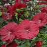 Hibiscus X Vintage Wine Rose Mallow 3 gal. Container