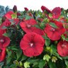 Hibiscus X Vintage Wine Rose Mallow 3 gal. Container