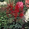 Astilbe X Arendsii Spinell Astilbe