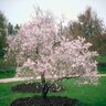 Prunus Subhirtella Autumnallis Higan Cherry 7 gal. Container