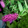 Buddleia Davidii Black Knight Butterfly Bush 20 gal. Container
