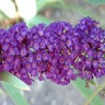 Buddleia Davidii Black Knight Butterfly Bush 20 gal. Container