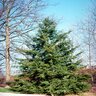Tsuga Canadensis Eastern Hemlock 7 ft. Height Ball and Burlap