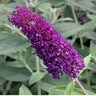 Buddleia Davidii Black Knight Butterfly Bush 20 gal. Container