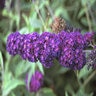 Buddleia Davidii Black Knight Butterfly Bush 20 gal. Container