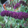 Buddleia Davidii Black Knight Butterfly Bush 20 gal. Container