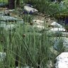 Typha Minima Dwarf Cattail 1 gal. Container