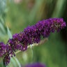 Buddleia Davidii Black Knight Butterfly Bush 20 gal. Container