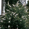Buddleia Davidii White Profusion Butterfly Bush 10 gal. Container