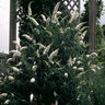 Buddleia Davidii White Profusion Butterfly Bush 10 gal. Container