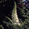 Buddleia Davidii White Profusion Butterfly Bush 10 gal. Container