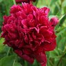 Paeonia Lactiflora Victoire de la Marne Peony 2 gal. Container