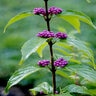 Callicarpa Dichotoma Early Amethyst Beautyberry 10 gal. Container