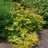 Abelia X Grandiflora Canyon Creek Glossy Abelia 3 gal. Container