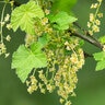 Ribes Nigrum Blackcurrant