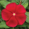 Catharanthus roseus Cora Red Vinca SP4 Container