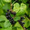 Ribes Nigrum Blackcurrant