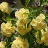 Rosa Banksiae Lutea Yellow Lady Banks Rose Staked 3 gal. Container
