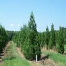 Cryptomeria japonica Radicans Japanese Cedar 7 gal. Container