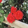 Rosa x Blaze Climbing Rose 2 gal. Container