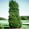 Juniperus Virginiana Cupressifolia Eastern Red Cedar 5 ft. Height Ball and Burlap