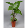 Alocasia X Portora Portodora Elephant Ear 1 gal. Container