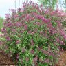 Syringa X Bloomerang Dark Purple Proven Winners Lilac 3 gal. Container
