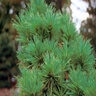 Pinus Strobus Macopin Eastern White Pine