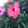 Hibiscus Rosa-Sinensis Painted Lady Tropical Hibiscus 3 gal. Container