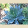 Agave Attenuata Blue Flame Hybrid Agave 1 gal. Container