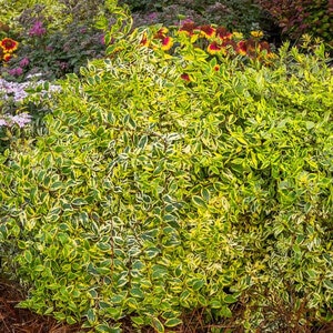 Abelia X Grandiflora Hopleys Miss Lemon Glossy Abelia 3 gal. Container