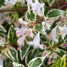Abelia X Grandiflora Miss Lemon Glossy Abelia