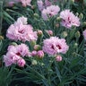 Dianthus X Early Bird Fizzy Pinks