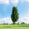Carpinus betulus Frans Fontaine European Hornbeam 2 in. Caliper Ball and Burlap