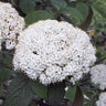 Viburnum X Rhytidophylloides Willowwood Leatherleaf Viburnum 30 in. Height Ball and Burlap