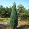 Juniperus Scopulorum Blue Arrow Rocky Mountain Juniper 48 in. Height Ball and Burlap
