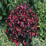 Weigela Florida Wine & Roses Proven Winners Weigela 7 gal. Container