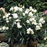 Nerium Oleander Hardy White Oleander 15 gal. Container