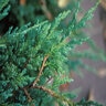 Juniperus Squamata Blue Carpet Singleseed Juniper 5 gal. Container