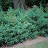 Juniperus Squamata Blue Carpet Singleseed Juniper 5 gal. Container