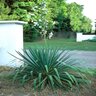 Yucca Filamentosa Adams Needle 2 gal. Container