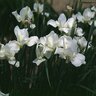 Iris Sibirica White Swirl Siberian Iris 1 gal. Container