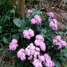 Ageratum Houstonianum Floss Flower SP5 Container
