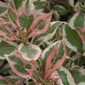 Weigela Florida My Monet Proven Winners Weigela 3 gal. Container